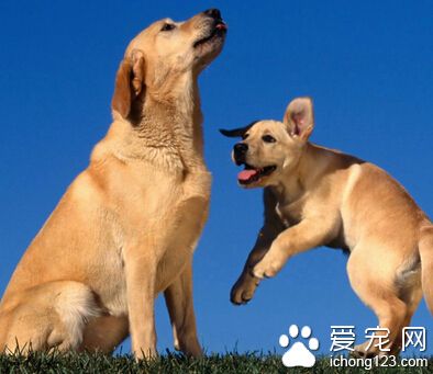  狗狗什麼時候可以訓練 從較簡單的訓練開始