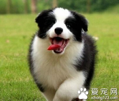 狗狗便便訓練 學會定點大小便是需要過程的
