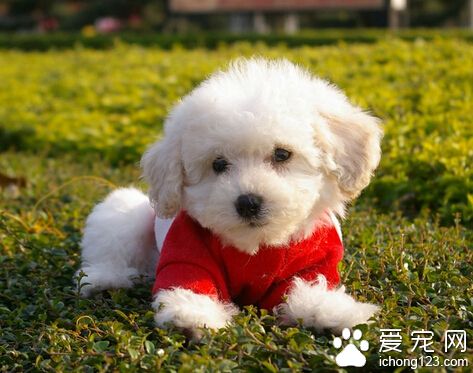 狗狗訓練技巧 狗狗在小時候更樂意接觸新鮮事務
