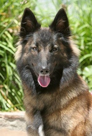 比利時坦比連犬有什麼缺點 缺點需要及時教育改正
