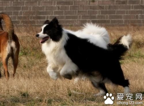 最好訓練的狗狗  適合養的五種狗狗