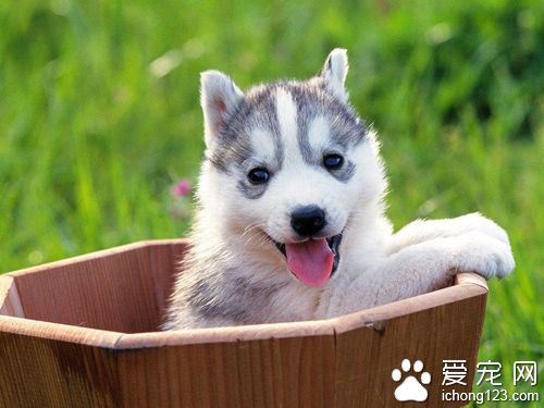 什麼狗狗最好訓練  智商高性格好的狗狗易訓練