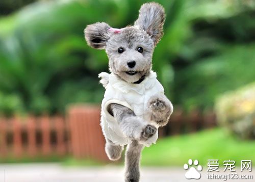 狗狗什麼時候訓練最好  幼犬時訓練是最好時機