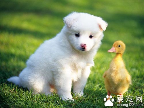 怎麼樣訓練狗狗  需要家長們的堅持和耐心