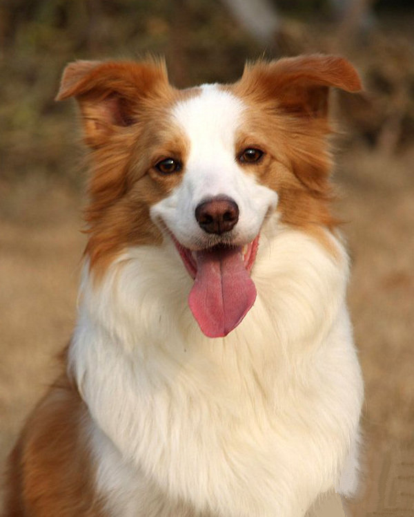 邊境牧羊犬怎麼訓練 鼓勵的方式較為適合