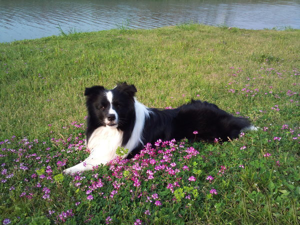 邊境牧羊犬多大開始訓練  一般在幼時開始訓練