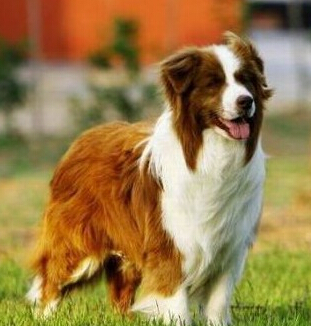  不列塔尼獵犬的訓練方法 美食的誘惑