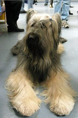 伯瑞犬的訓練方法 讓狗習慣和陌生人接觸
