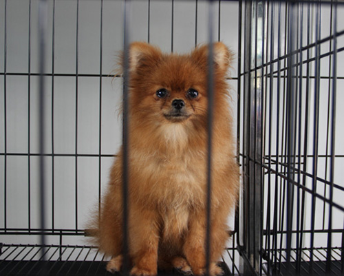 如何訓練博美犬 狗狗必會的三項技能