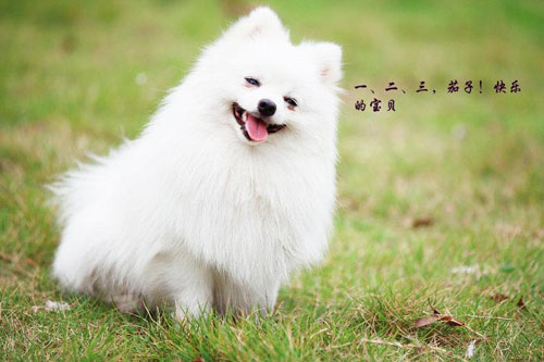 怎麼訓練博美犬 獎懲一定要分明