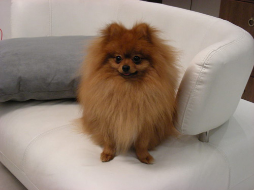 博美犬怎麼訓練上廁所 了解它的性格
