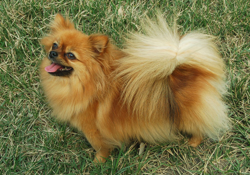 博美犬怎麼訓練 教它自己上廁所