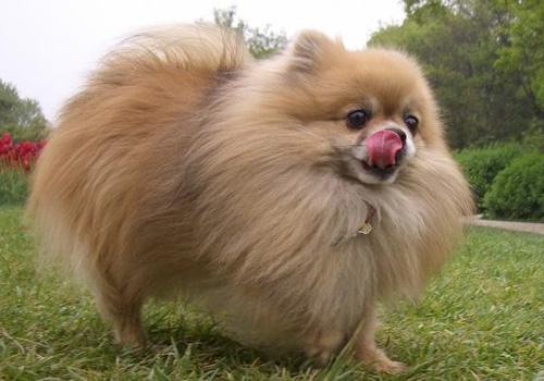 博美犬怎樣訓練 教它怎樣與人握手