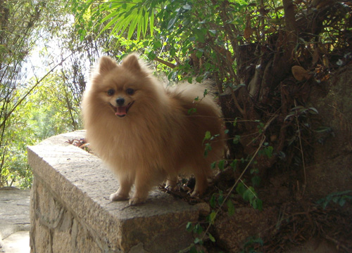 博美犬怎麼訓 需要每天都堅持訓練