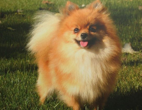 博美犬如何馴養 要誇獎與撫摸