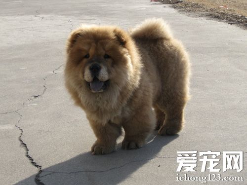 松獅犬護主嗎 對主人極富感情