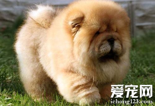 松獅犬好訓練嗎 不用一般的馴狗手法