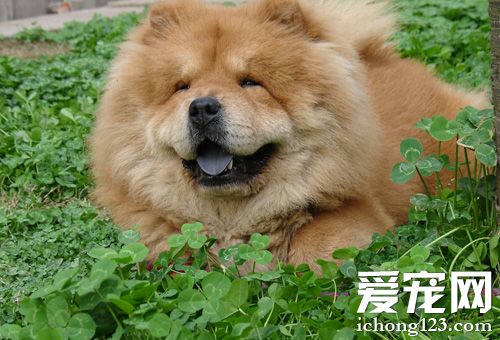 松獅犬怎麼訓練 訓練松獅犬室外排便