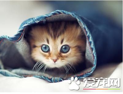 小貓咪怎麼養 保證奶貓食具用具的清潔衛生