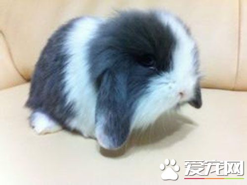垂耳兔什麼時候成年 怎麼看垂耳兔多大了