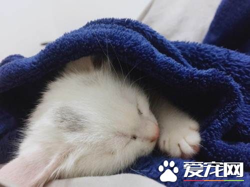 貓發情很難受嗎 母貓發情什麼樣子