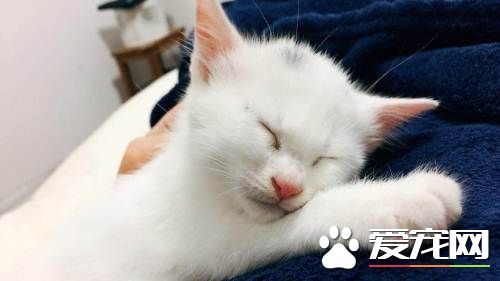 貓發情跑了怎麼辦 貓發情有哪些主要表現