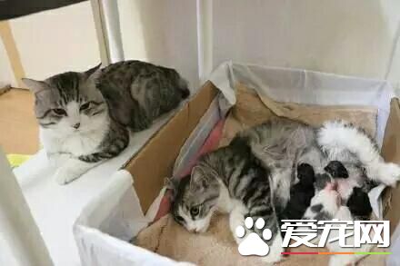 如何不讓母貓發情 為母貓挑選適宜配種的公貓