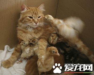 如何制止貓發情 飼喂上要求提供高質量的飼料