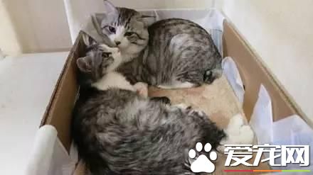 如何防止貓發情 怎麼控制母貓的發情