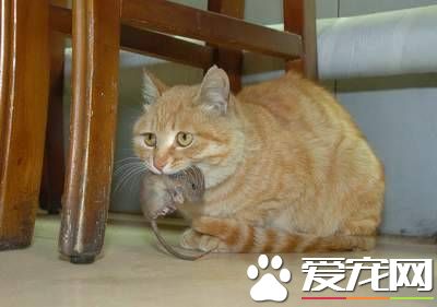 貓多長時間發情 每隔20到28天發情一次