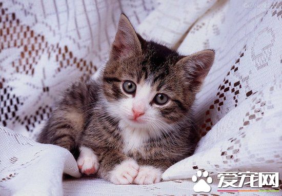 怎麼才能讓貓發情 如何讓貓快速發情