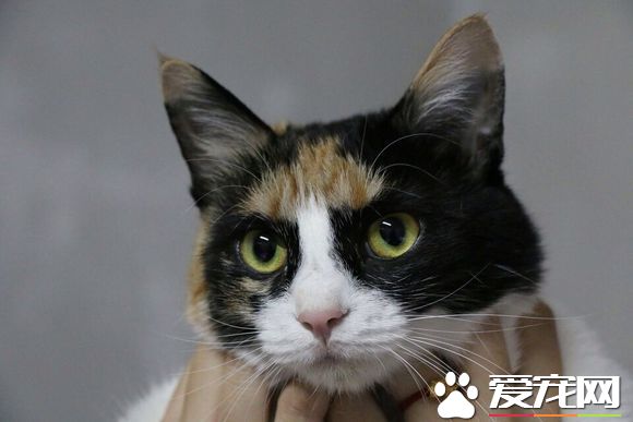 如何解決母貓發情 如何應對母貓發情措施