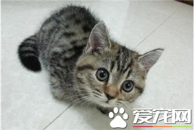 怎樣控制母貓發情 如何阻止母貓發情