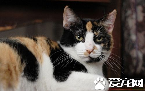 有讓貓發情的藥嗎 促使動物發情的藥有哪些