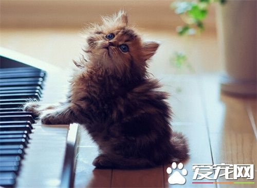 貓跑了怎麼辦 貓丟失後的時間可分為3個階段
