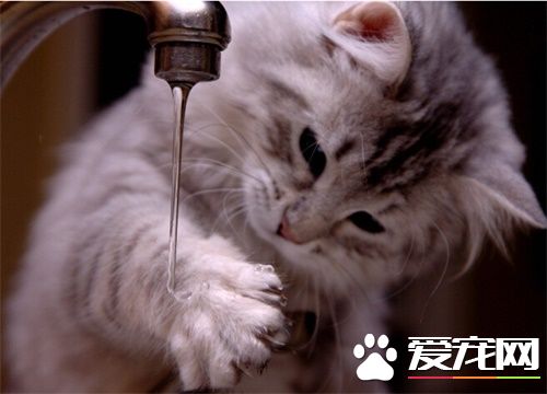貓不見了怎麼辦 尋找貓咪時的必須品貓砂