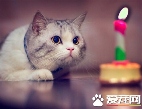 貓抓人怎麼辦 應對貓咪抓撓的正確反映
