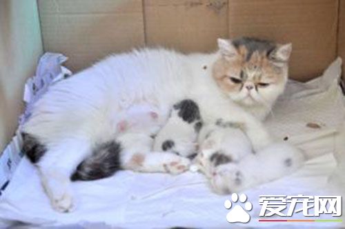 母貓發情人工解決 母貓發情三種解決方法