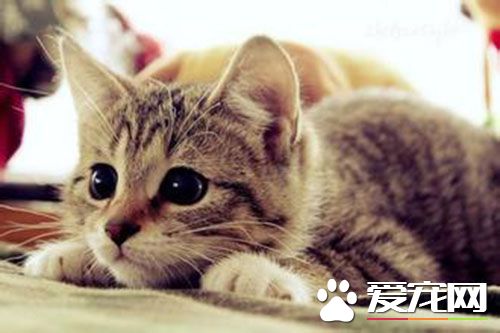 貓絕育後還會發情嗎 貓咪還是會發情和交配