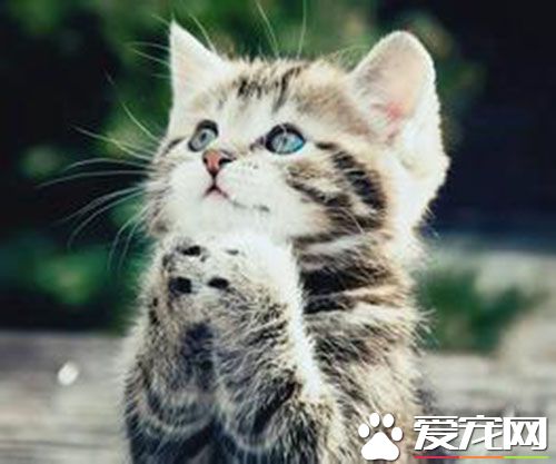 母貓不發情怎麼辦 母貓多大就會發情