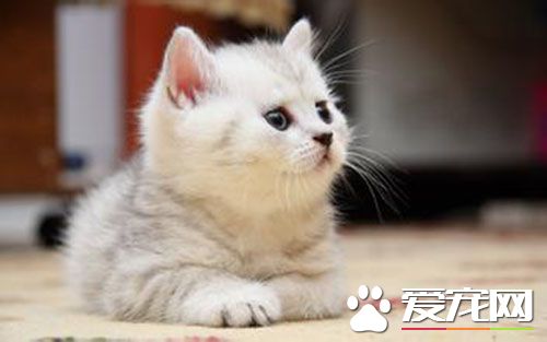母貓幾個月發情 母貓什麼時候發情