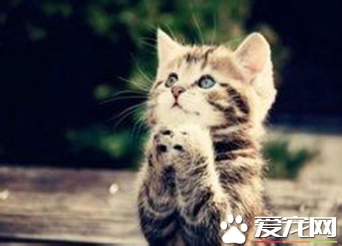 貓一年發情幾次 母貓什麼季節發情