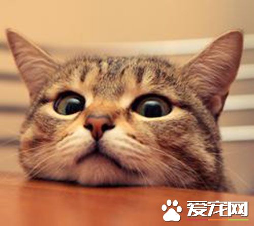 貓什麼時候發情 母貓為什麼會不發情