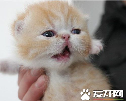 如何抑制母貓發情 主人應對母貓發情措施