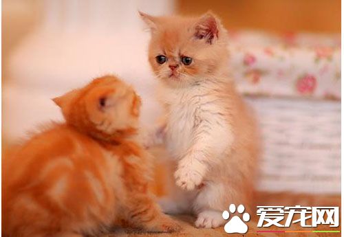 母貓發情怎麼辦 可以采用絕育手術來治療