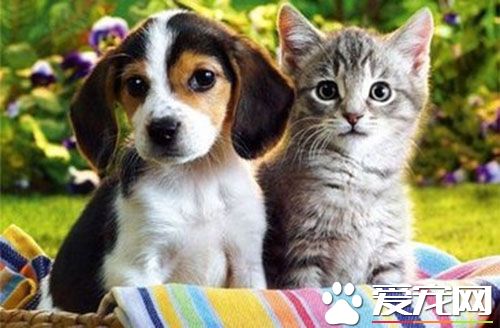 貓和狗能一起養嗎 需要同時引進幼犬和幼貓