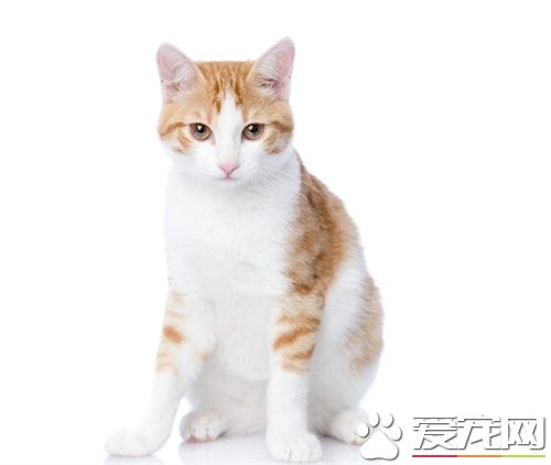 為什麼貓喜歡逗貓棒 逗貓棒怎麼樣用最好