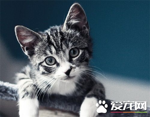 貓吃貓糧好嗎 選擇貓糧上應該注意哪些
