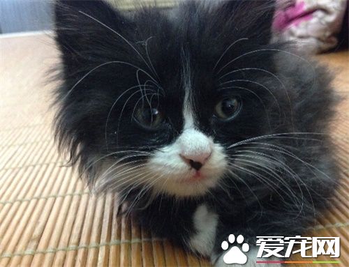 貓罐頭怎麼保存 剩下的罐頭處理方式有哪些