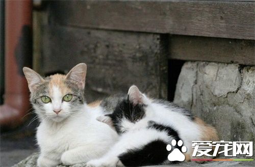 高窦貓罐頭怎麼樣 如何能為貓罐頭保鮮